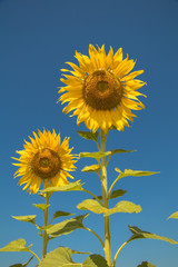 Close up sun flowers and blue sky background.A beautiful yellow flowers in fields.