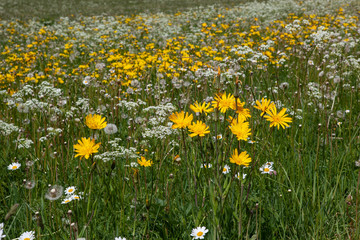 Flower meadow