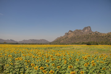 Beautiful sun flowers field and mountain background.