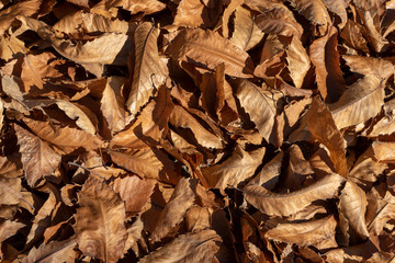 hojas de castaño al llegar el otoño