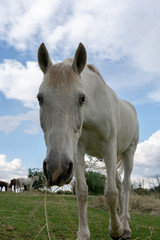 Close Up White horse