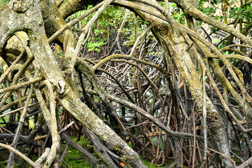 Mangroves forest Coastal Area