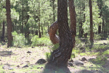 Kiefernwald, verschlungene Stämme