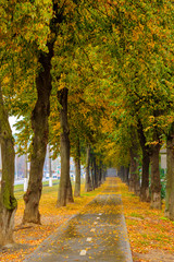 Naklejka premium Photo of orange autumn park alley with leaves