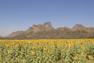 Fototapeta na wymiar Beautiful sun flowers field and mountain background.