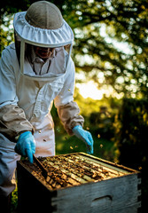 beekeeper working with beehive