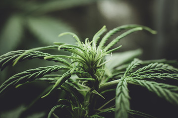 In door grow hemp. Legal Marijuana cultivation in the home. Green background of leaves. Young...