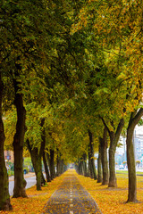 Fototapeta premium Photo of orange autumn park alley with leaves