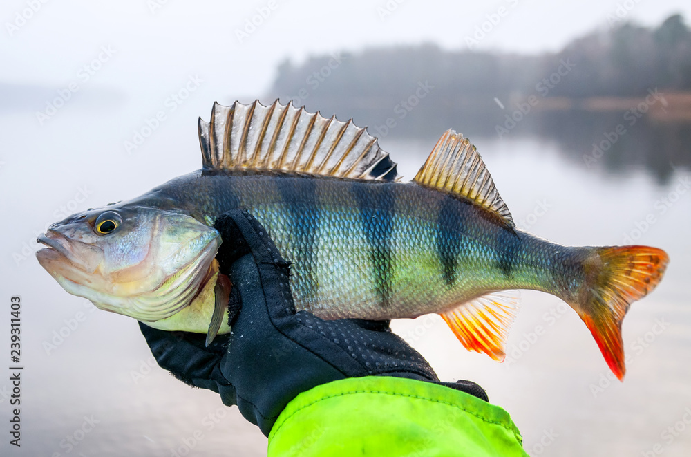 Wall mural perch winter fishing trophy