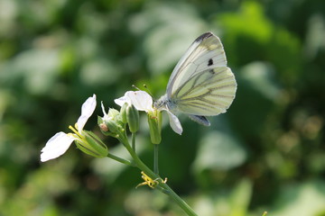 butterfly on flower