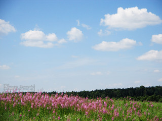 Иван чай цветёт