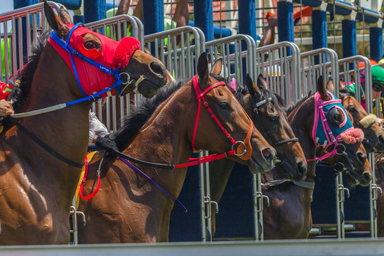 1 148 Best Horse Race Start Images Stock Photos Vectors Adobe Stock 1 148 Best Horse Race Start Images Stock Photos Vectors Adobe Stock