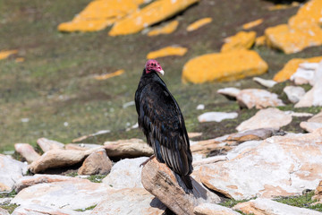 Turkey vulture is standing on a rock on Saunders Island, Falkland Islands