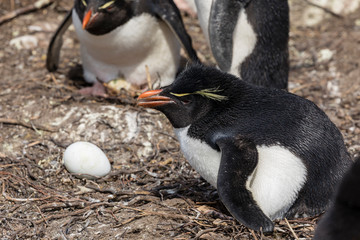 Rockhopper female is hatching an egg in her nest on Saunders Island, Falkland Islands