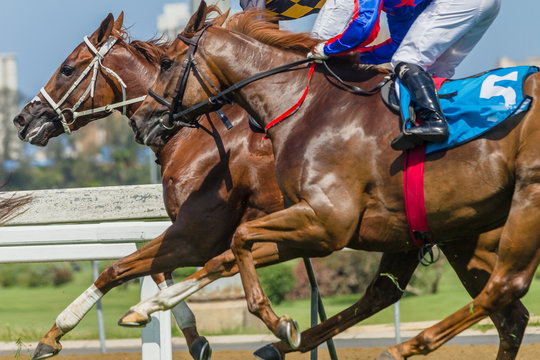 Horses Racing Closeup Animal Running Action on Grass Track