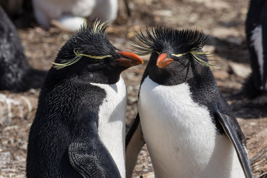 A Rockhopper penguin couple on Saunders Island, Falkland Islands