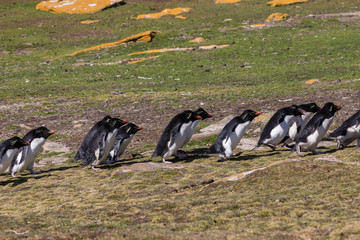 Group of rockhopper penguins walk up the hill to their colony on Saunders Island, Falkland Islands