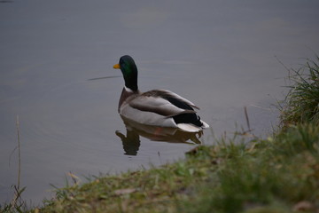 duck