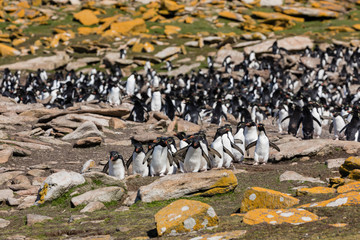 Group of rockhopper penguins runs from their colony towards the sea on Saunders Island, Falkland...