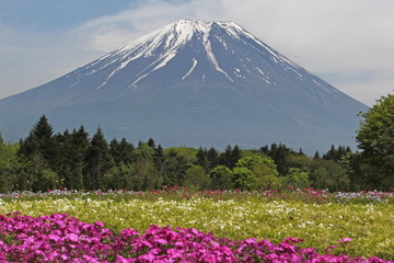 芝桜と富士山