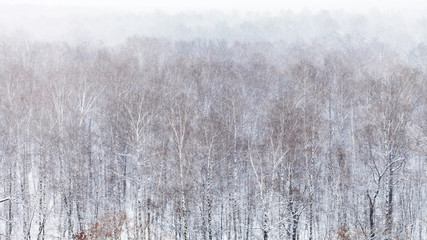 panoramic view of forest in snowfall in winter day