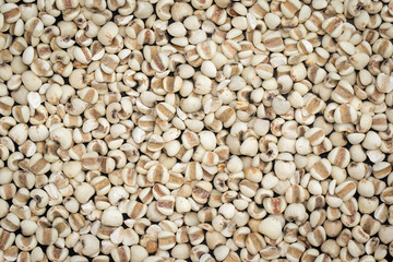 image of job's tears or Coix lacryma-jobi isolated. background texture. Food.