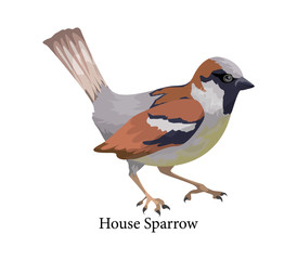 House sparrow bird in nature. Wild animal