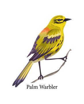 Palm warbler. Wild bird with yellow feather