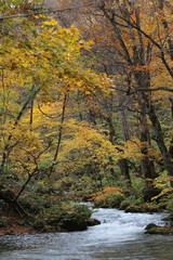 Fototapeta premium 奥入瀬渓流