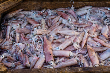 Raw squids on a fish market in Hurghada city, Egypt