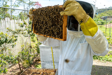 Beekeeper inspecting a frame from a bee hive (Apis melifera) , looking for pests and the queen bee