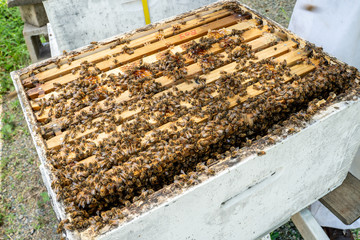 Close up of the inside of a bee hive showing many bees (Apis melifera) sitting on the frames cleaning up honey