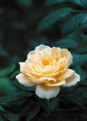 Roses on the bush, macro, rose garden