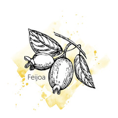Collection of feijoa fruit, flower, leaves and feijoa slice. Vector hand drawn illustration.