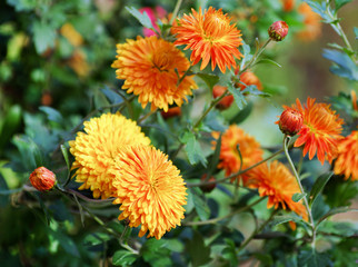 Colorful autumnal chrysanthemum background