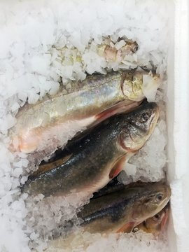 Frischer Fisch Saibling auf zerstossenem Eis in einer Styroporkiste auf einem Fischmarkt - Fresh fisch on crashed ice