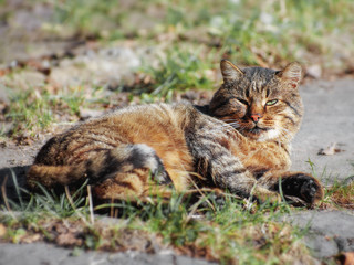 Obraz premium Street gray cat sitting
