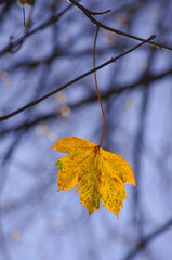Beautiful Colorful Autumn Leaves