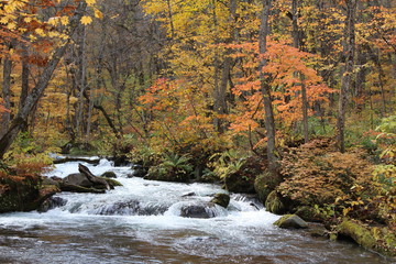 奥入瀬渓流