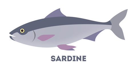 Sardine fish from the ocean or sea.