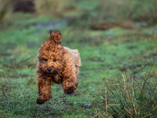 Cockapoo puppy running
