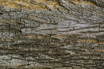 Wood texture with natural patterns, Background old panels, The bark of the tree.