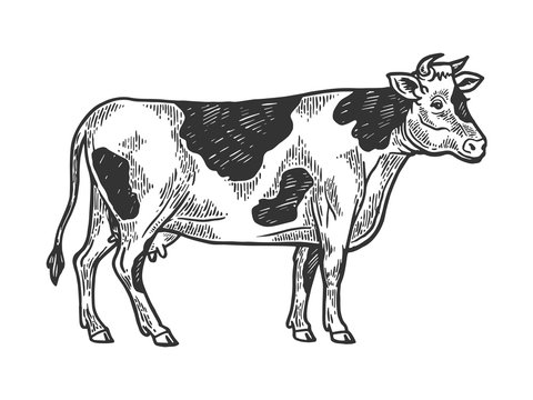 Cow rural farm animal engraving vector illustration. Scratch board style imitation. Black and white hand drawn image.
