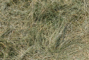 Gemähte Grässer in Nahaufnahme trocknen gerade zu Heu