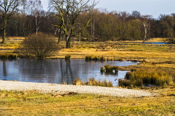Fototapeta premium landscape with lake and trees in winter