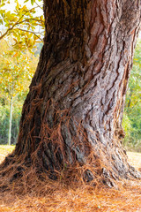 Obraz premium Close up of coniferous tree in wild forest