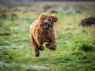 Fototapeta premium Cockapoo puppy running