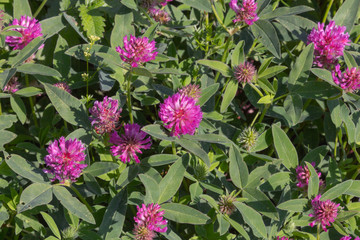 Clover wildflowers on a background of summer green grass