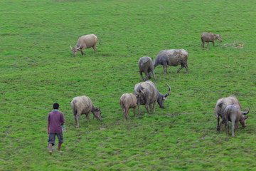 a herdsman and a herd of bulls that graze on a green meadow