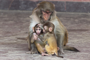 cute little monkeys with different emotions on their face are sitting near their parents